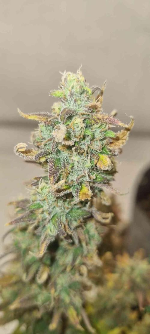 New Journey. Week 8 - Strawberry Gorilla