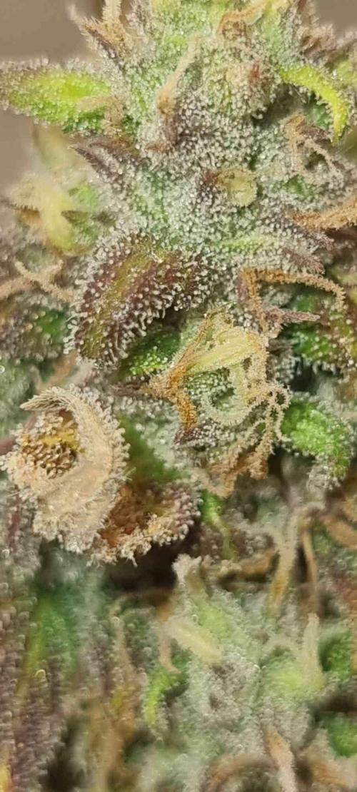 New Journey. Week 8 - Strawberry Gorilla