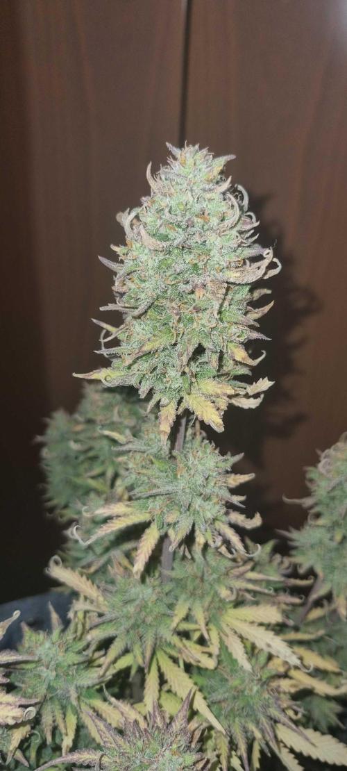 New Journey. Week 9