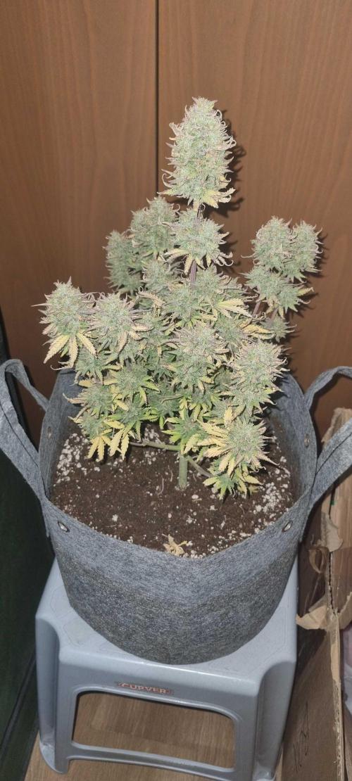 New Journey. Week 9