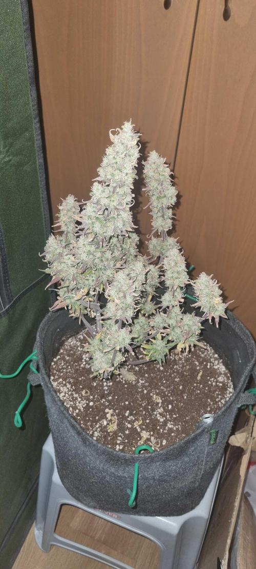 New Journey. Week 9