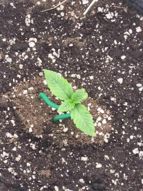 New Journey. Week 1 - Guava