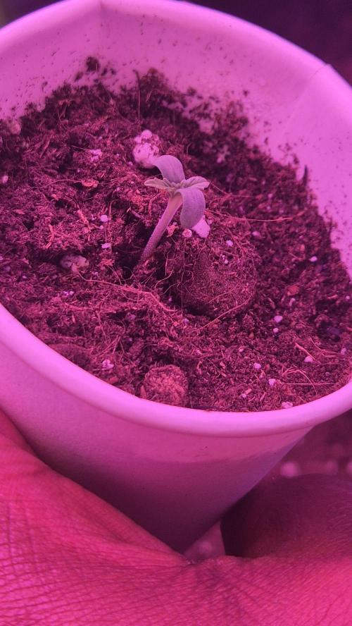 Barney's Skywalker. Week 1 - This was a fast grower took her 10 hours
(Covered with ziplockbag)