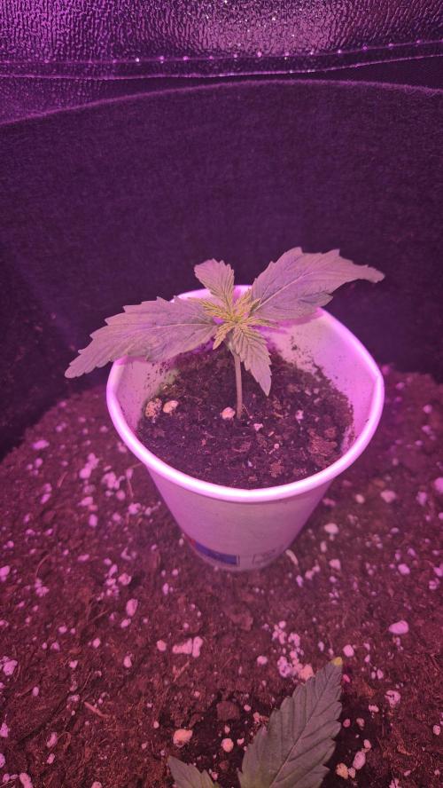 Barney's Skywalker. Week 1 - After 7 days this is what they look like