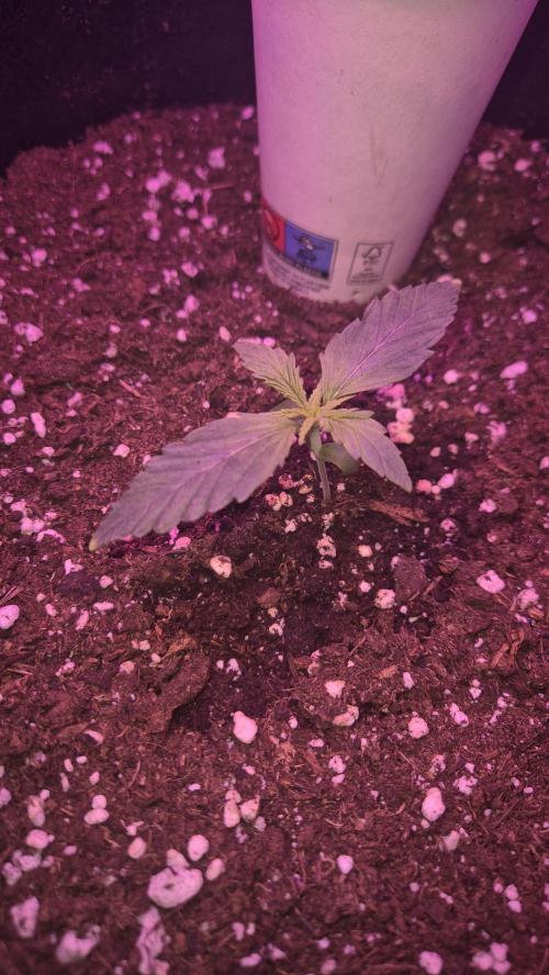Barney's Skywalker. Week 1 - They have only been given water twice till the soil is almost dry