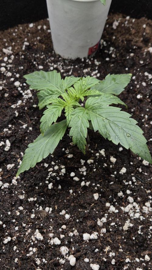 Barney's Skywalker. Week 2 - begin week 2