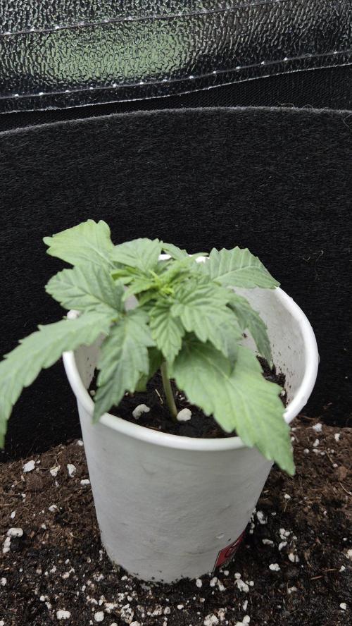 Barney's Skywalker. Week 2 - begin week 2
