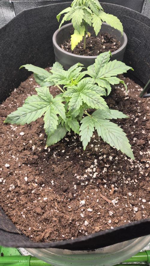 Barney's Skywalker. Week 2 - mid week 2 very nice growth:) time for first very smoll feeding (yellowing leaves)