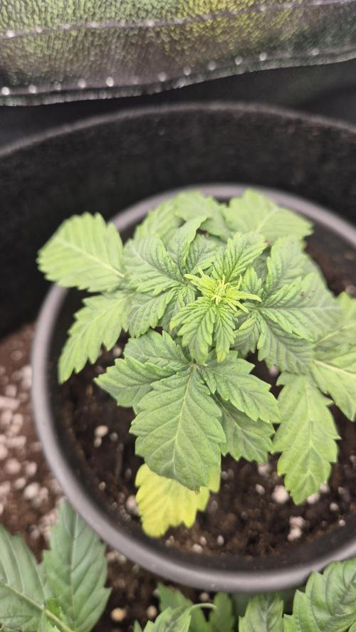 Barney's Skywalker. Week 2 - mid week 2 clearly stunted growth (picture short after transpant)