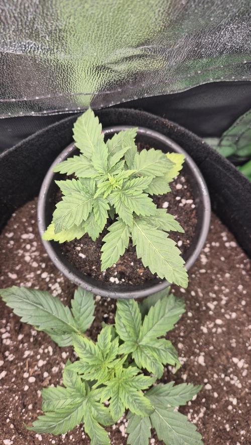 Barney's Skywalker. Week 2 - comparison between the two N2 needs own tent. waiting for it