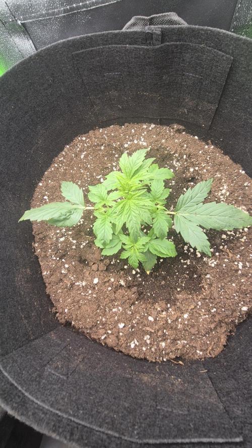 Barney's Skywalker. Week 2 - 2 days later got rid of the leaves that where blocking
