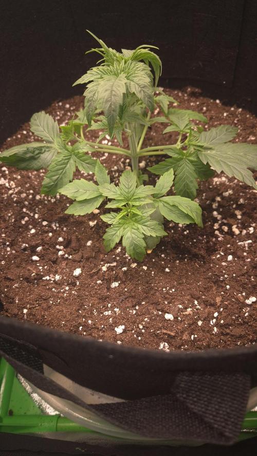 Barney's Skywalker. Week 2 - Another angle