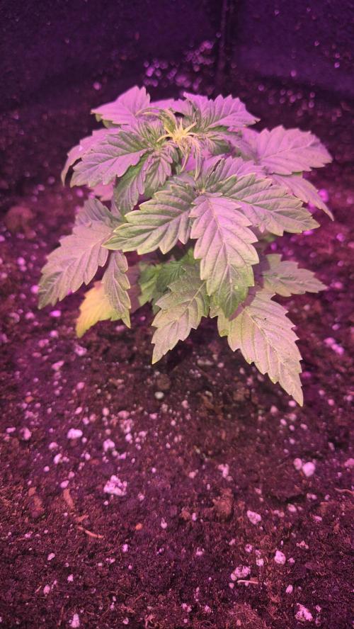 Barney's Skywalker. Week 2 - Finally got the tent, unfortunately she has to deal with the burple light during early veg
