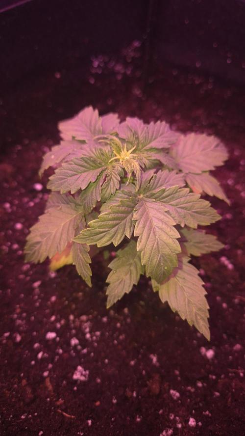 Barney's Skywalker. Week 2 - Final pot! You can see the suffering. I still believe in her (waiting for main tent to end flower!