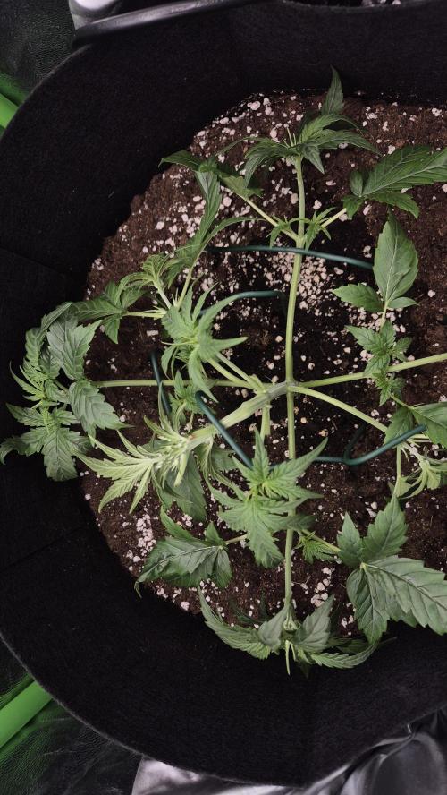 Barney's Skywalker. Week 3