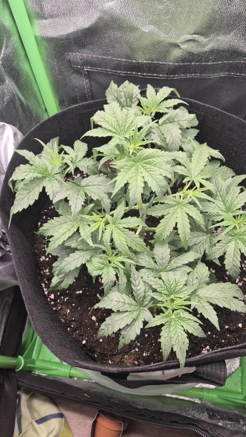 Barney's Skywalker. Week 3