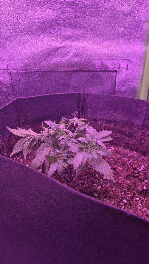 Skywalker OG Auto. Week 3