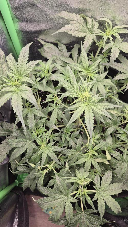 Barney's Skywalker. Week 4