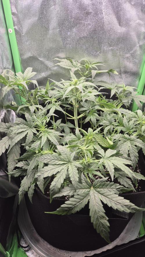 Barney's Skywalker. Week 4