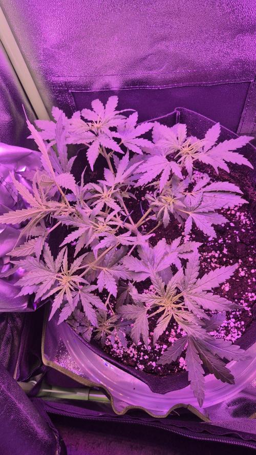 Barney's Skywalker. Week 4