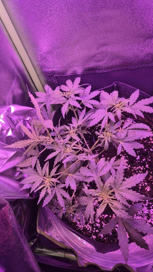 Skywalker OG Auto. Week 4