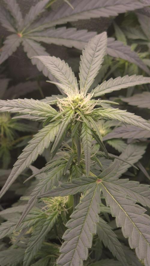Barney's Skywalker. Week 5