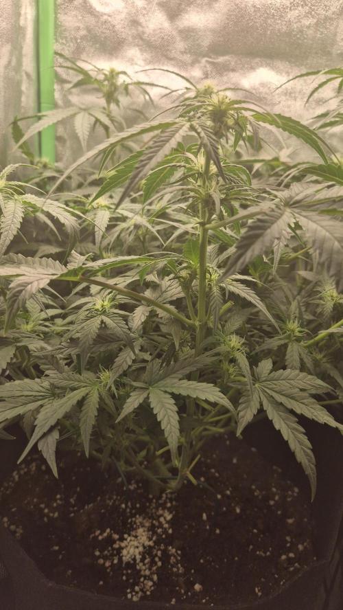 Barney's Skywalker. Week 5