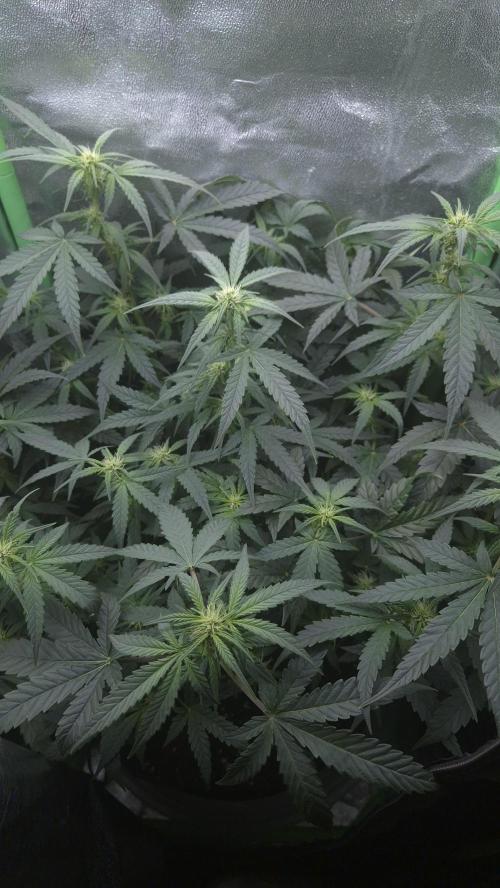Barney's Skywalker. Week 5
