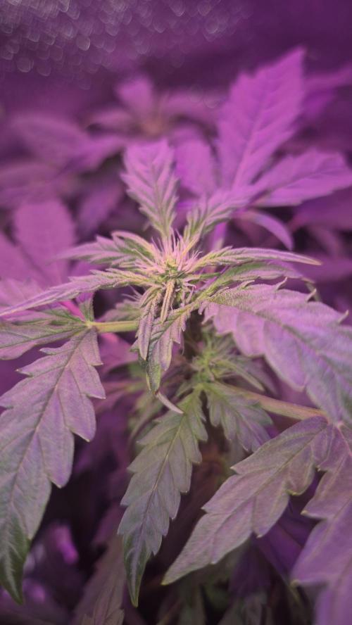 Barney's Skywalker. Week 5