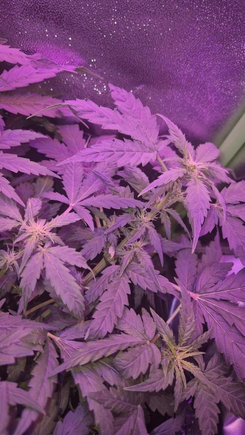 Barney's Skywalker. Week 5