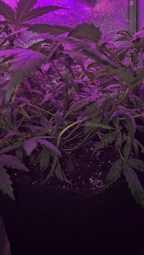 Skywalker OG Auto. Week 5