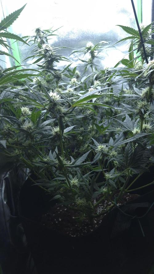 Barney's Skywalker. Week 6