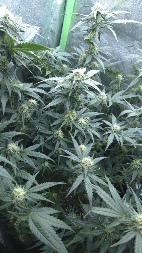 Barney's Skywalker. Week 6