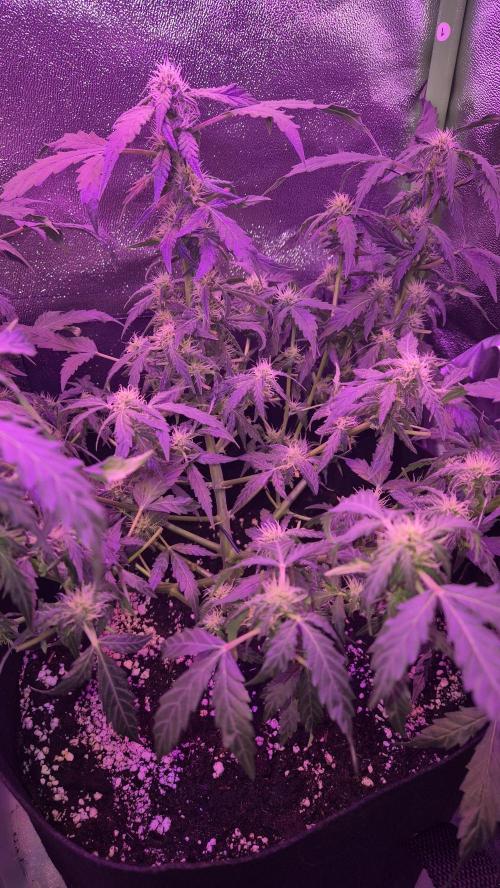 Barney's Skywalker. Week 6