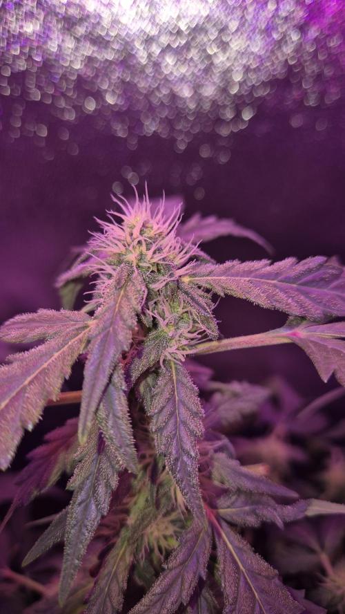 Barney's Skywalker. Week 6
