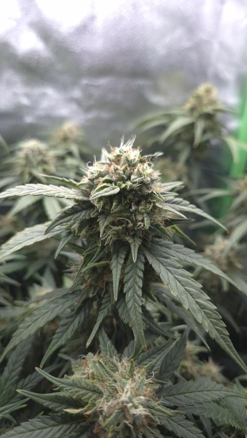 Barney's Skywalker. Week 7 - very happy with the looks :)
