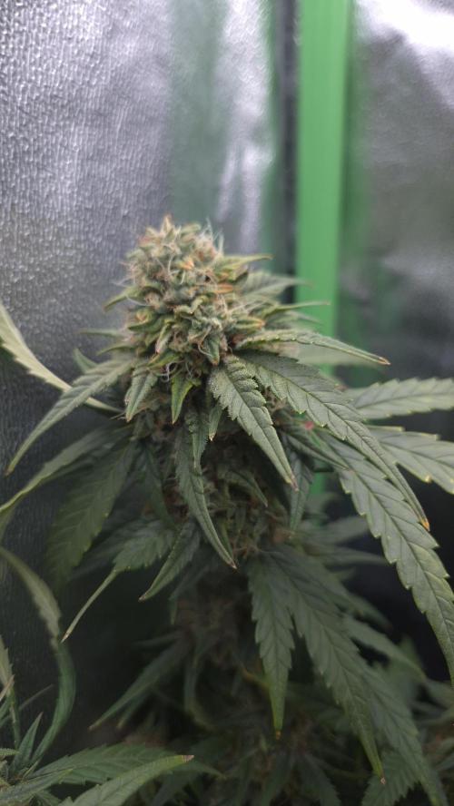 Barney's Skywalker. Week 7