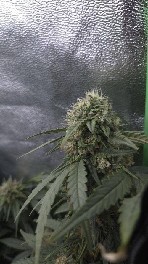 Barney's Skywalker. Week 7