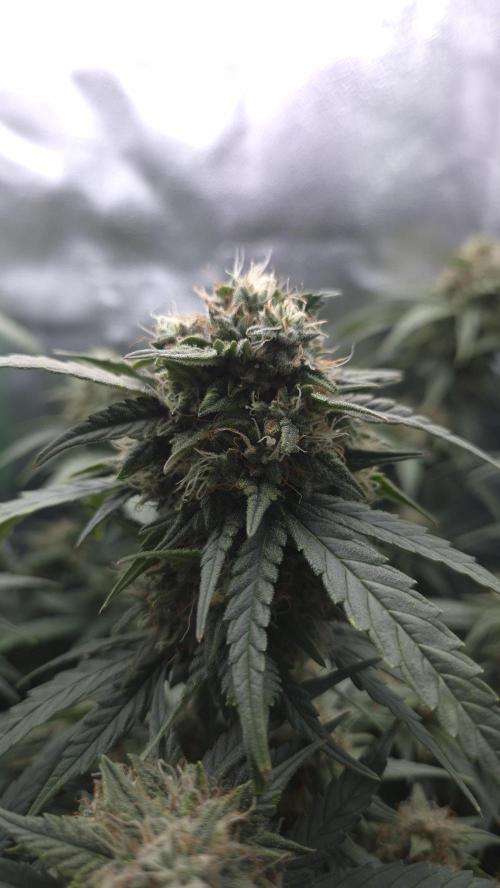 Barney's Skywalker. Week 7