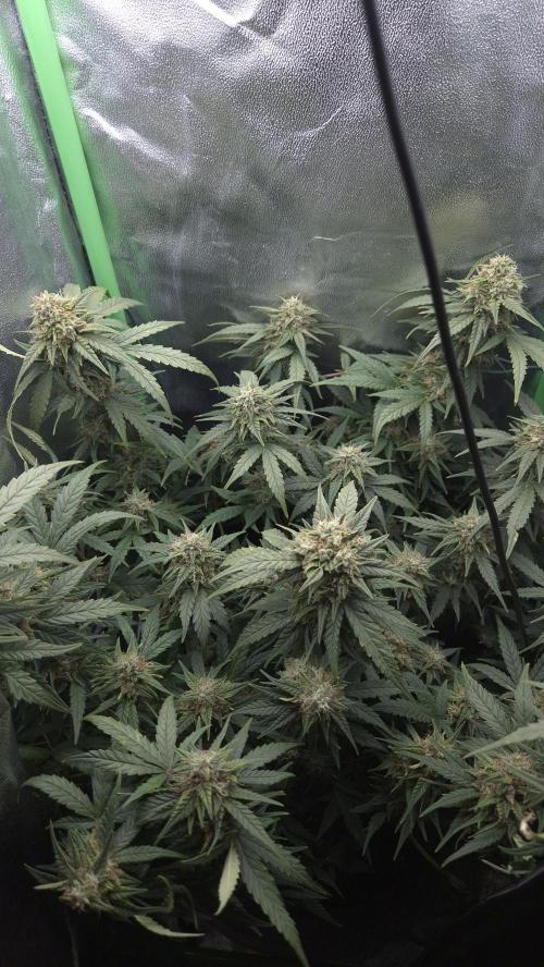 Barney's Skywalker. Week 7
