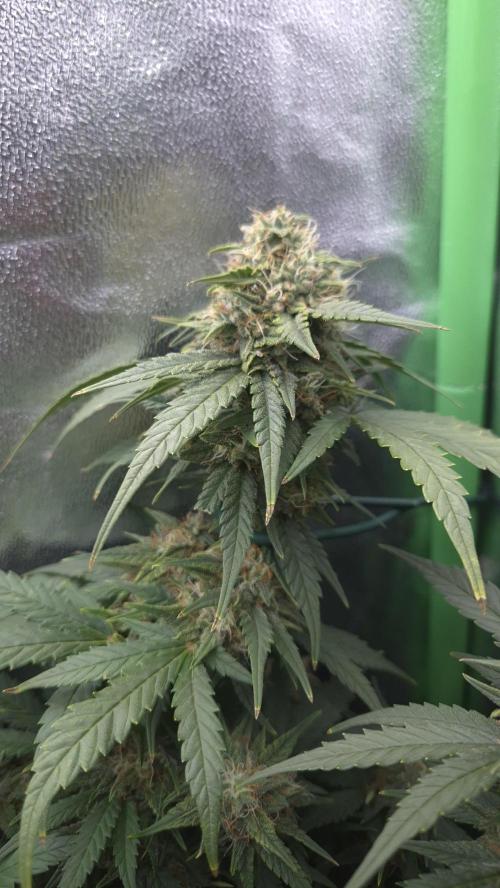 Barney's Skywalker. Week 7