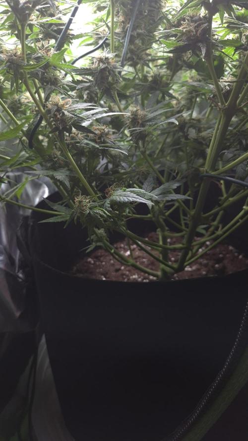 Skywalker OG Auto. Week 7