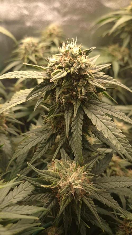Skywalker OG Auto. Week 7