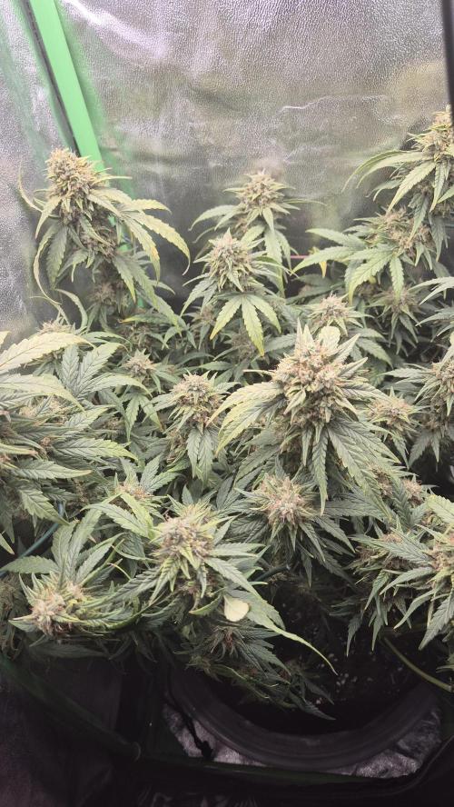 Barney's Skywalker. Week 8