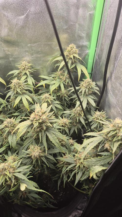 Barney's Skywalker. Week 8