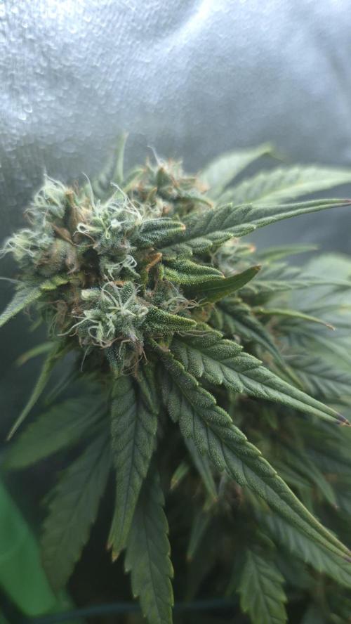 Barney's Skywalker. Week 8