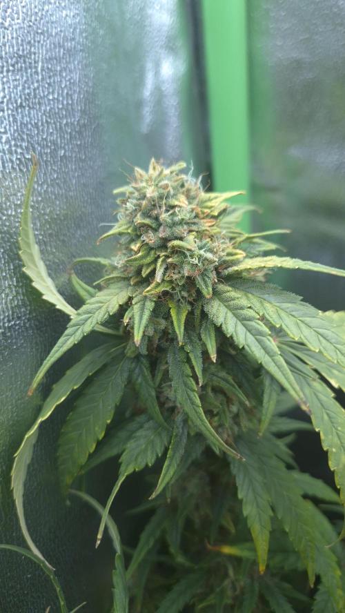 Barney's Skywalker. Week 8