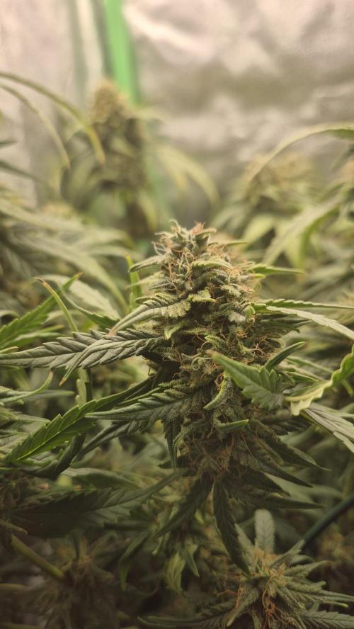 Barney's Skywalker. Week 8
