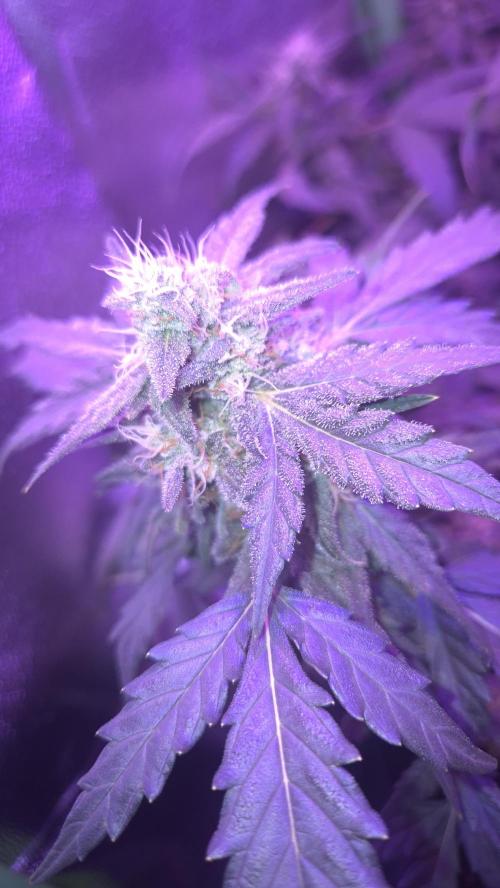Barney's Skywalker. Week 8