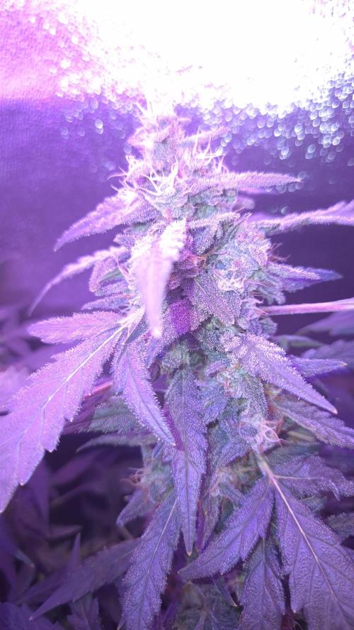 Barney's Skywalker. Week 8